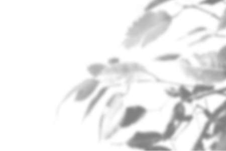 Summer plant shadow background. Shadow of an exotic plant on a white wall. White and black for...