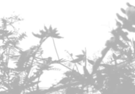 Summer background from the shadow of a sprig of field grass on a white wall. White and black for photo or mockupの写真素材
