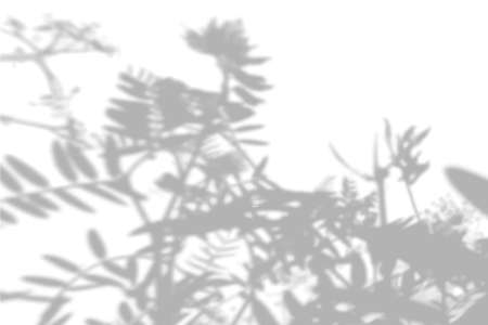 Summer background of the shade of daisies and field grass on a white wall. White and black for a photo or mockup.のイラスト素材