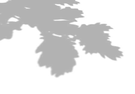 Summer background of shadows from oak leaves and branches on a white wall. White and black for photo...