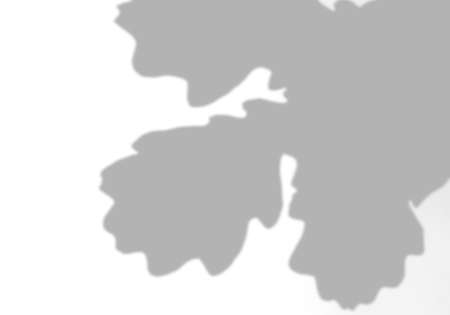 Summer background of shadows from oak leaves and branches on a white wall. White and black for photo or mockupの写真素材