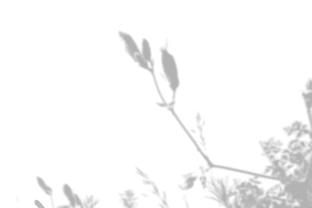 Summer background from the shadow of a sprig of field grass on a white wall. White and black for photo or mockupのイラスト素材