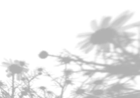 Summer background from the shade of field grass and daisy flowers on a white wall. White and black for photo or mockupの写真素材