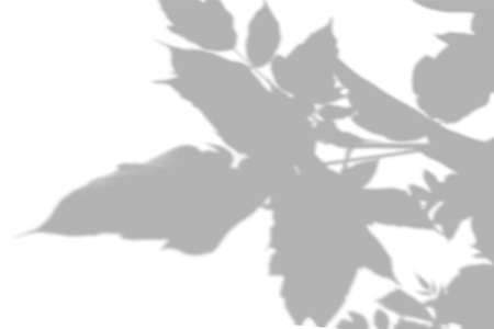 Summer background shadows from the foliage of a tree on a white wall. White and black background for...