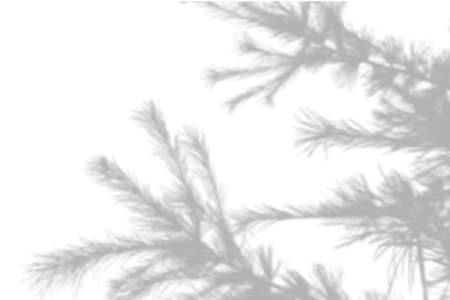 Summer background shadows from the foliage of a tree fir on a white wall. White and black background...