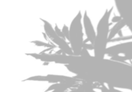 Summer background shadows from peony leaves on a white wall. White and black background to overlay...
