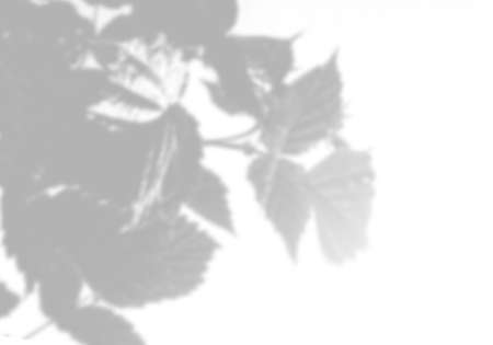 Summer background shadows from the foliage of a tree on a white wall. White and black background for...