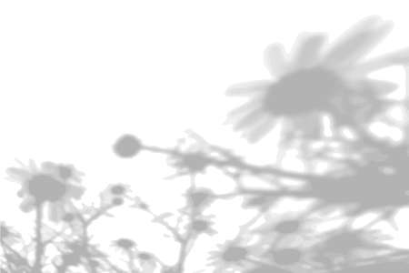 Summer background from the shadow of a sprig of field grass on a white wall. White and black for...