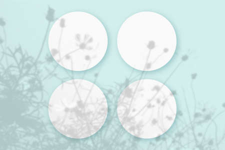 Natural light casts shadows from the plant on 4 round sheets of white textured paper lying on a blue...