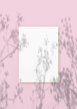 Natural light casts shadows from the plant on a rectangular sheet of white textured A4 paper lying on a pink textured background. Mockup. Verticalの写真素材