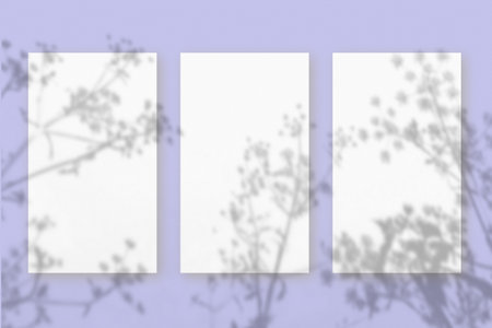 Natural light casts shadows from wildflowers of 3 vertical sheets of white textured paper against a...
