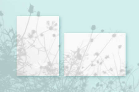 Natural light casts shadows from wildflowers of Horizontal and vertical sheets of white textured paper against a blue wall background. Mock up with an overlay of plant shadows.の写真素材
