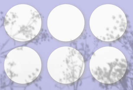 Natural light casts shadows from the plant 6 round sheet of white textured paper lying on a violet...