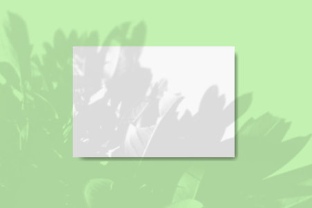 Natural light casts shadows from the foliage of a tropical tree on a rectangular sheet of white textured A4 paper lying on a green textured background. Mockupの写真素材