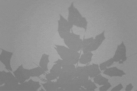 Natural light casts shadows from a leaves branches of tropical plants. Top view of the shadow on a...