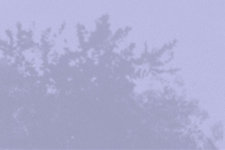 Natural light casts shadows from a leaves branches of tropical plants. Top view of the shadow on a...