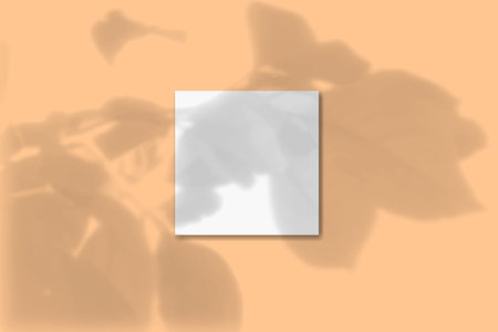 Natural light casts shadows from a twig with flower leaves on 1 square sheets of white paper lying...