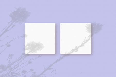 Natural light casts shadows from wildflowers on 2 square sheets of white paper lying on a violet background. Mockup.の写真素材
