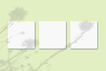 Natural light casts shadows from wildflowers on 3 square sheets of white paper lying on a green background. Mockup.の写真素材