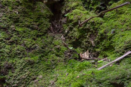 Green moss in tropical rainforests. Close-up.の写真素材