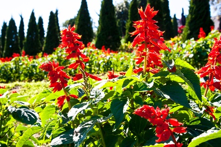 Red antirrhinum majus flower on sunshine time in flower park の写真素材