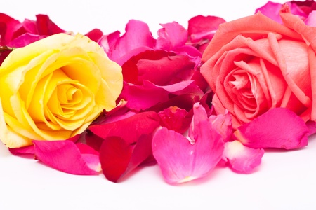 pink and yellow roses and petals on white background. の写真素材