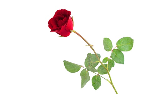 Single red rose on a white background の写真素材