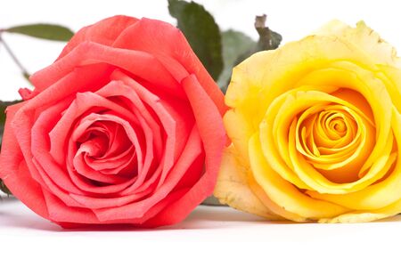 Yellow and pink roses close up pictureの写真素材