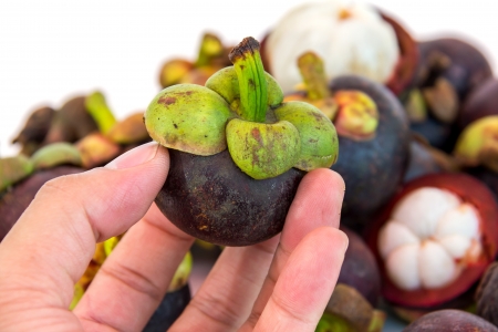 hand hold fresh mangosteen isolated の写真素材