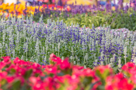 Flower garden on evening time at khonkaen,thailandの写真素材