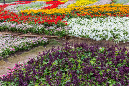 Flower garden on evening time at khonkaen,thailandの写真素材