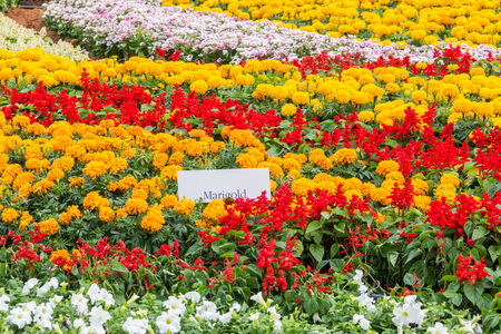 Marigold flower and other spring flower at khonkaen,thailandの写真素材