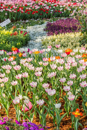 tulip flower in gardenの写真素材