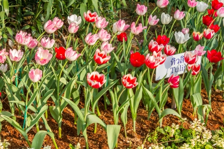 Red tulips and pink tulips in gardenの写真素材