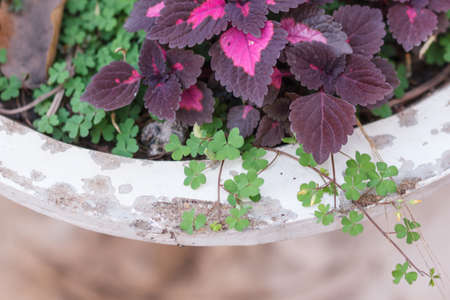 plante ornementale at outdoor,day time