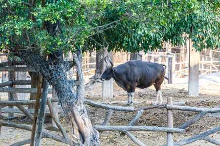 black gaur in closed zoo,thailandの写真素材