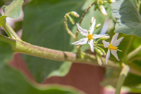 Bunch of white eggplant flower and beautiful green leave の写真素材