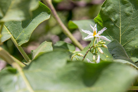 Bunch of white eggplant flower and beautiful green leave の写真素材