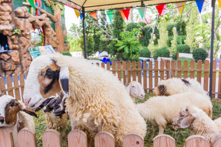 sheepsの写真素材