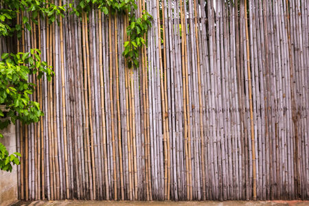 bamboo fence at natural resouce の写真素材