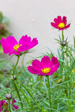 fresh flower in garden at outdoorの写真素材