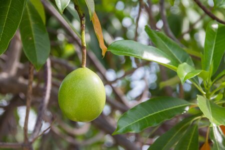 Fresh green mango on treeの写真素材