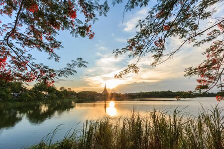 flowering Trees at sky backgroundの写真素材