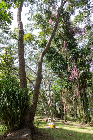 Pink flowers on green trees in garden outdoor