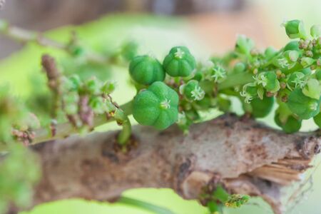 fresh green gooseberry on tree in orchard