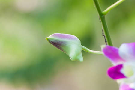 fresh orchid on natural background in gardenの写真素材