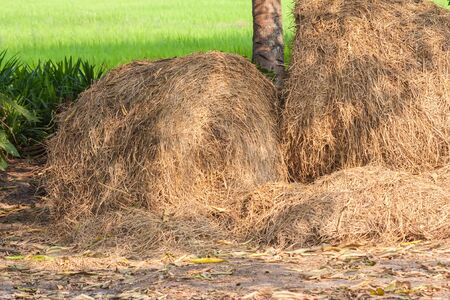 pile of straw on ricefield background daytime