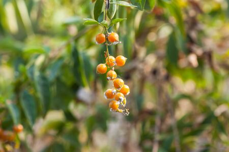 fresh green gooseberry on tree in orchardの写真素材