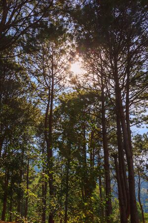 fresh green pine on sky background on daylightの写真素材