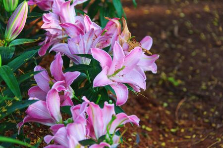 beautiful fresh flowers in garden public in daytimeの写真素材